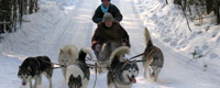 Dog sled